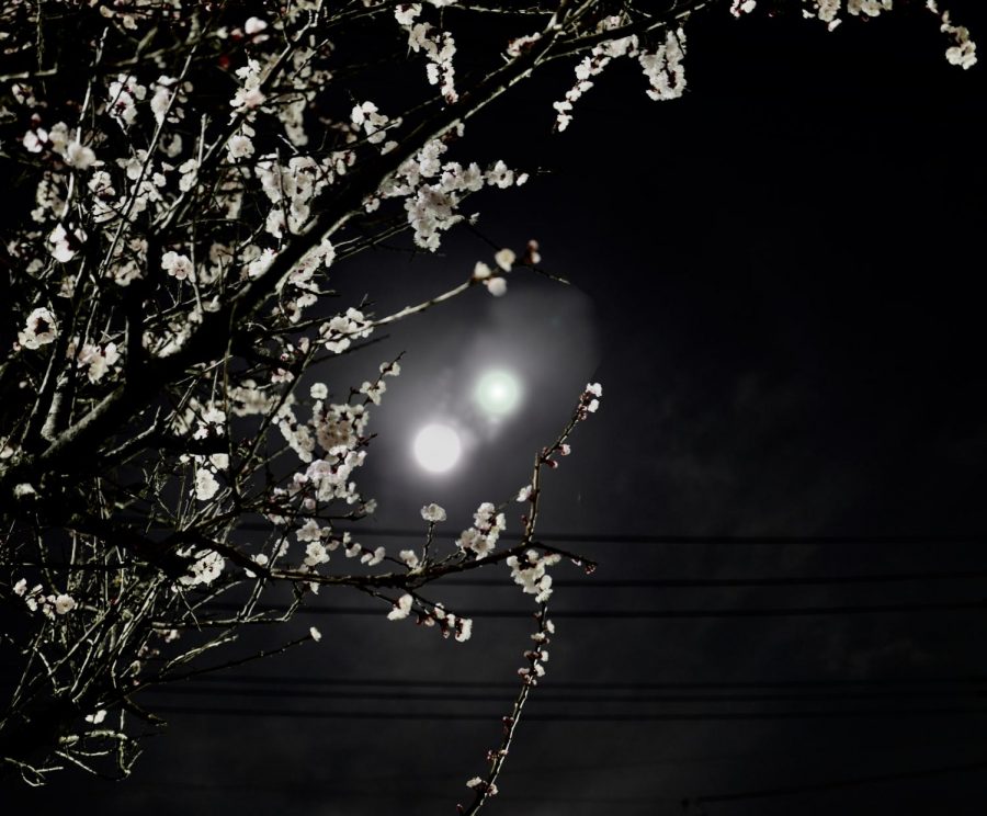 A Tokyo Bathed in Two Moons and Other Strange Sights: Murakamis 1Q84